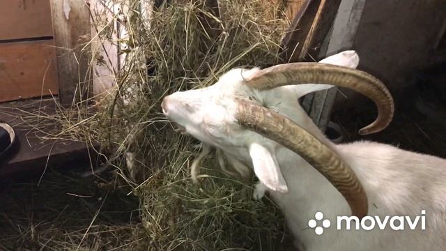 Вспомнить всё….мои мысли за день до окота// смотреть онлайн