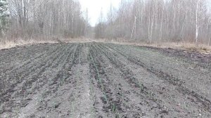 Как с одной сотки получить 300 килограммов Чеснока . Обзор всходов