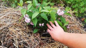 Дейция Raspberry Sundae / Deutzia 'Raspberry Sundae