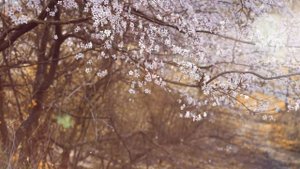 Красота весеннего леса