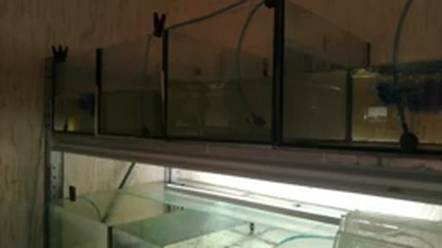 #Аквариум#Барбусы суматранские #Отметили только 3 пары# смотреть онлайн