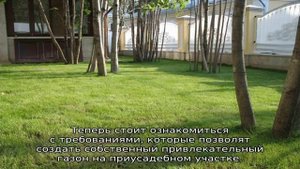 Газонная трава: какая лучше для посева на даче