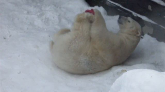 Белый медведь Кай развлекается 28.01.18г смотреть онлайн