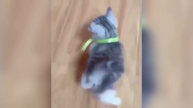 Милый котик #кошки #кошкимилые #милыекошки #котики #котикимилые #мягкиекошки #пушистыекошки
 Л