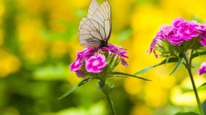 Бодрящая музыка для начала нового дня! Безумно Вдохновляющая и Бесконечно Красивая Музыка для души