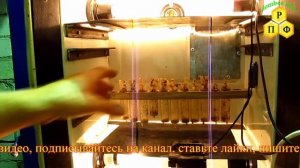Выход маток в самодельном инкубаторе