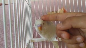 как сделать так чтобы попугай не кусался