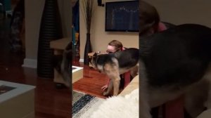 German Shepherd Kaya yelling at her owner.