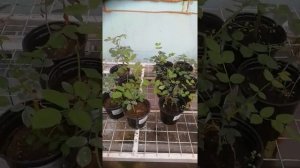 немного о почве, можно ли вырастить на глинистой почве?