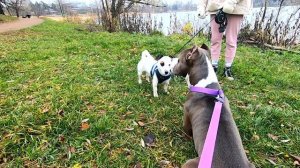 Амстафф 1 год | Одна Прогулка Со Стаффордом В Озерках | Amstaff | Staffy