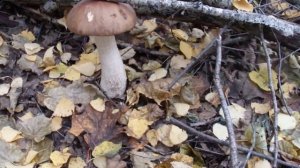 Грибы Самарской области, п.Винтай, сентябрь 2016 года