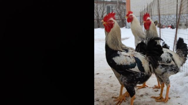 Порода кур Юрловская голосистая. смотреть онлайн