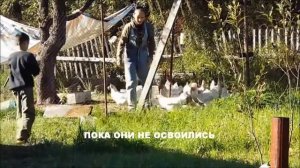 Куры на даче. Себестоимость куриного яйца. Сколько???!!!