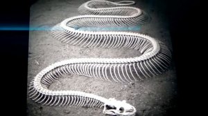 Скелет змеи