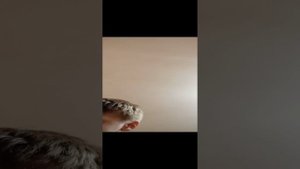 сёма и лёня