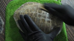 Polishing a big turtle shell by hand (10 hours)