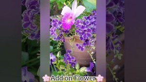 😍🤩🪻🪻Purple Theme Flowers🪻🪻 and plus add on Bamboo Orchid Flower...😍🤩💐💐