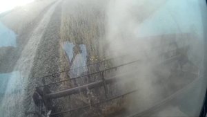 Уборка сои Комбайном НИВА СК-5.