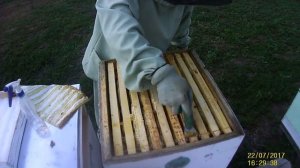 сбор прополиса. как получить товарный прополис.