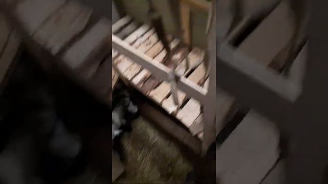 Когда начинать доить коз ?! смотреть онлайн