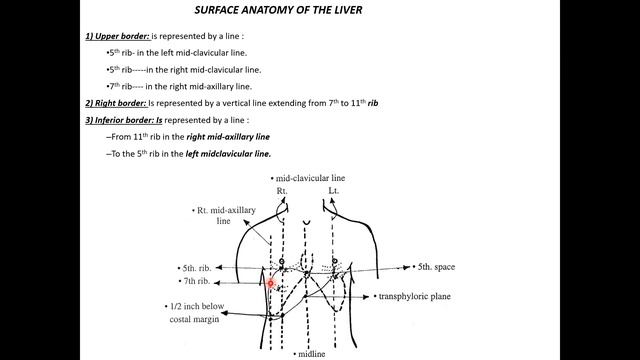 Stomach, liver & biliary system (Revision 2 )(nutrition & GIT) смотреть онлайн