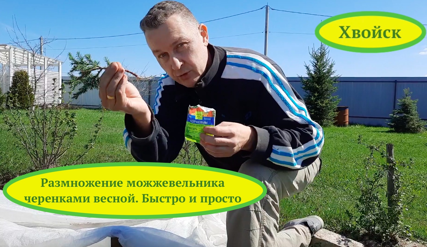 Хвойск. Размножение можжевельника 1 мая. Быстро и просто! mp4