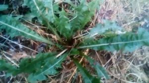 Травы которые можно давать и полезны кроликам