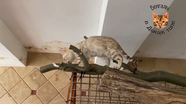 БЕНГАЛЬСКИЕ КОТЯТА, СНЕЖНЫЙ КОТИК