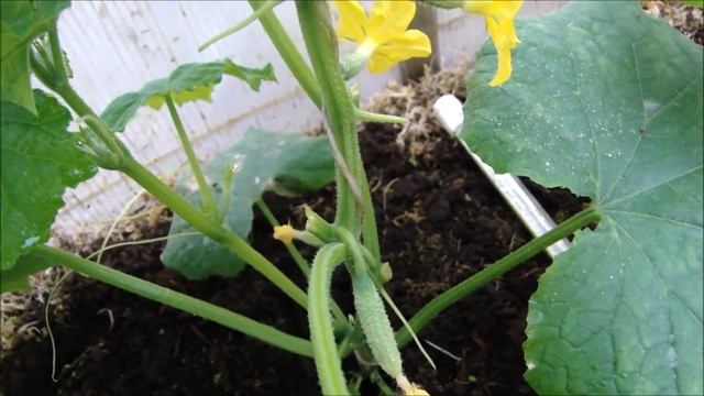 КАК ФОРМИРУЮ РАННИЕ ОГУРЦЫ. РЕДИСКА. смотреть онлайн