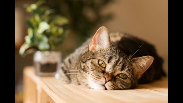 Год 2020. мы стали сильнее. Автор Наталья Андреева смотреть онлайн