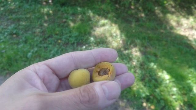 Манчжурский абрикос - 3 часть смотреть онлайн