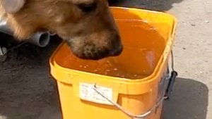 Как собака пьет воду в замедленной съемке