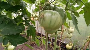 Томат ЯПОНСКИЙ КРАБ, одно сплошное томатное мясо и плоды невероятно сладкие и вкусные