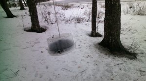 фотоловушка Suntek Mini301 пример видео в лучшем качестве, съемка птиц у кормушки, дистанция 0,5 м