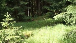 Видео фон Лесная поляна II