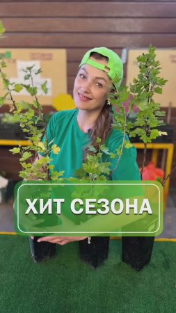 Крыжовник белорусский сахарный👩🏼🌾