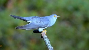 Ярослав Евдокимов, Сладка ягода ? Несе Галя воду