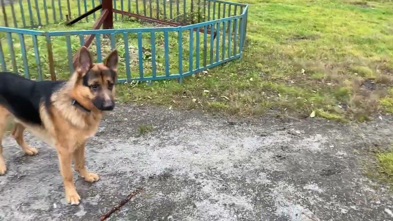 Команда чужой без цели, охрана периметра, работа немецкой овчарки смотреть онлайн