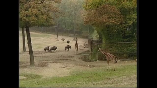 Жираф - Giraffa camelopardalis - Жирафа - giraffe
