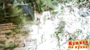 Заготовка тимьяна (чабреца,чебреца) /// Ароматный и полезный чай из тимьяна.