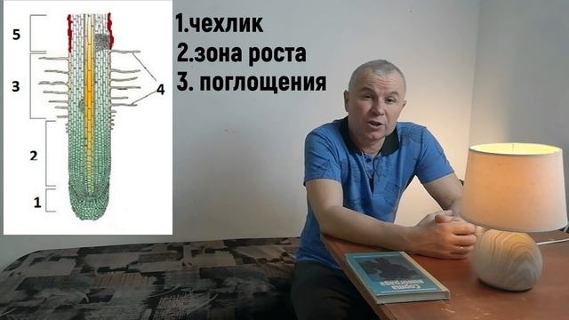 Строение корневой системы винограда