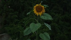 Уникальный ландшафтный дизайн (#LANDSCAPE) Дизайн участка, садовый дизайн