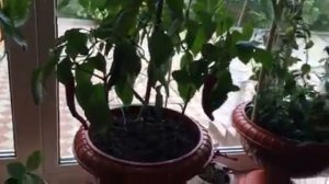 Выращивание острого перца в вазонах.