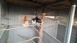 Фазаны//Самка румынских фазанов села на яйца// 1 июня 2023 год