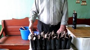 ? Укоренение черенков винограда - 6. Высадка черенков в емкости (контейнеры)