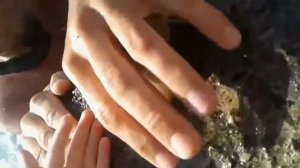 i Осьминожек Осьминог Ходит по берегу Octopus Walks along the shore 2019