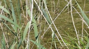 Звуки природы. Пение лягушек в июне