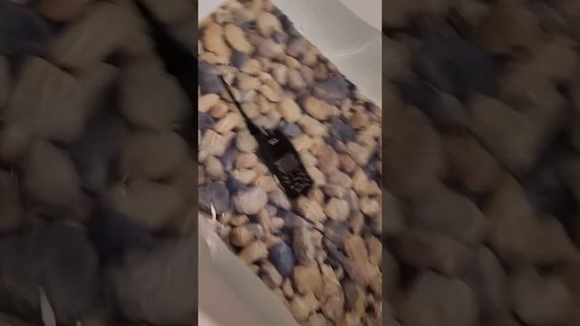 Тест цифровой рации TYT MD-UV390 на водонепроницаемость смотреть онлайн