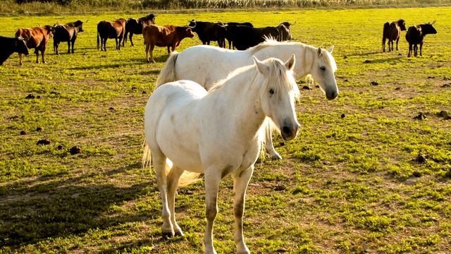 Породы лошадей. Камаргу .Красивые лошади,очень выносливы и сильны в природе. смотреть онлайн