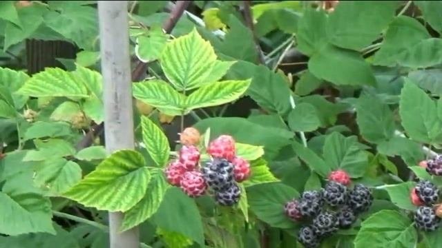 Черная малина. Особенности выращивания.